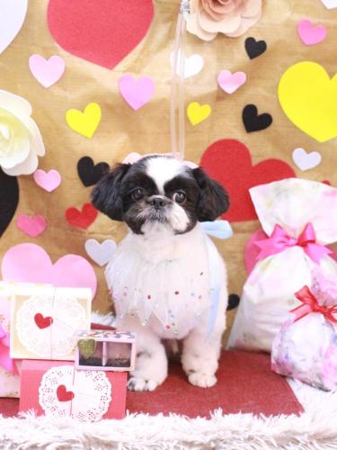 20230207たいがくん